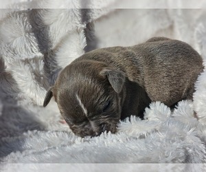Olde English Bulldogge Puppy for Sale in ATHENS, Alabama USA