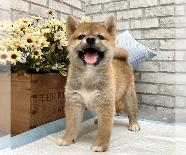 Medium Photo #1 Shiba Inu Puppy For Sale in SAN FRANCISCO, CA, USA