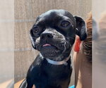 Small Pug