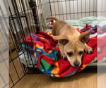 Small #3 Chihuahua Mix
