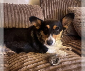 Mutt Dogs for adoption in Batavia, NY, USA