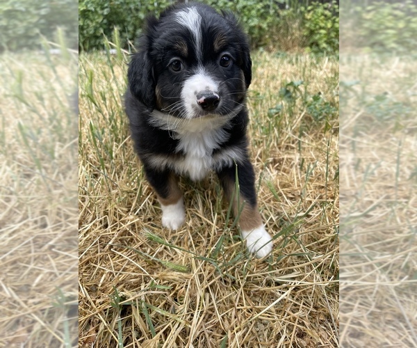 Medium Photo #4 Miniature Australian Shepherd Puppy For Sale in VACAVILLE, CA, USA