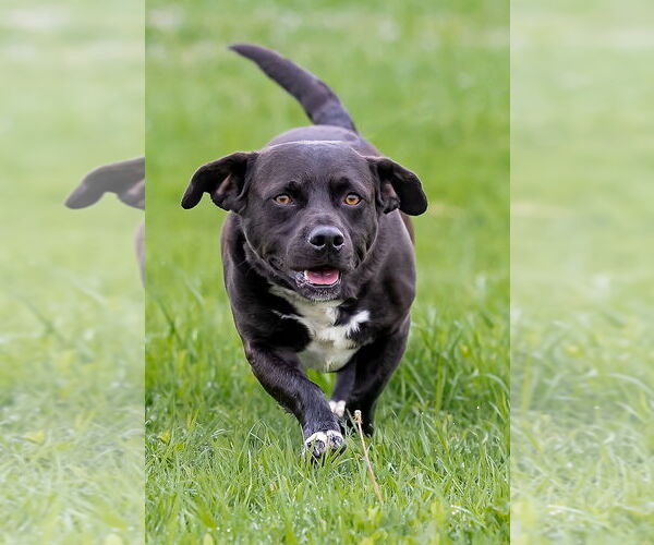 Medium Photo #4 American Pit Bull Terrier-Pembroke Welsh Corgi Mix Puppy For Sale in McKinney, TX, USA