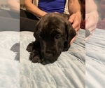 Small Photo #8 Cane Corso Puppy For Sale in CLEARWATER, FL, USA