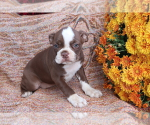 Boston Terrier Puppy for sale in SHILOH, OH, USA