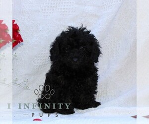 Cavapoo Puppy for sale in RISING SUN, MD, USA