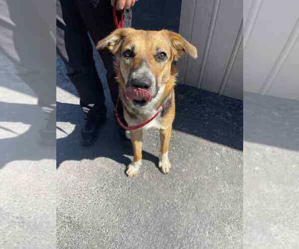 Medium Photo #2 Mutt Puppy For Sale in Calgary, Alberta, Canada