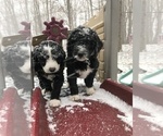 Small Photo #14 Aussiedoodle-Poodle (Standard) Mix Puppy For Sale in COMMERCE, MI, USA