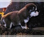 Small Photo #19 Alaskan Malamute Puppy For Sale in MIDWEST CITY, OK, USA