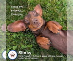 Small #2 Dachshund