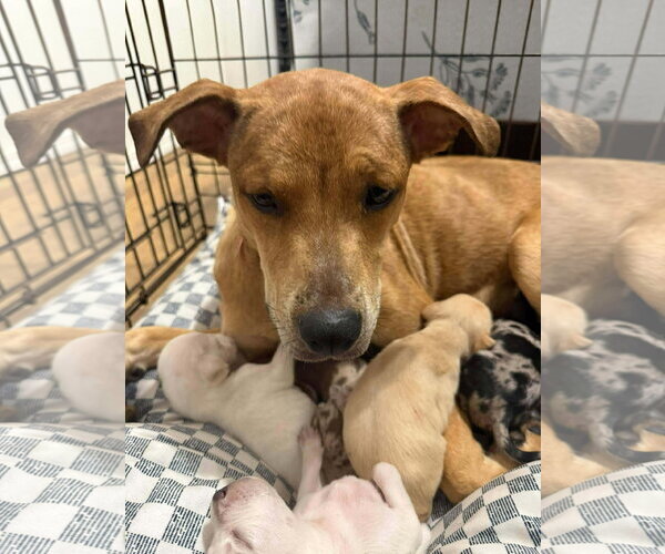 Medium Photo #9 Catahoula Leopard Dog-Unknown Mix Puppy For Sale in Germantown, OH, USA
