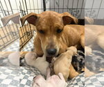 Small #8 Catahoula Leopard Dog Mix