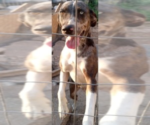 Catahoula Bulldog Puppy for sale in NORWOOD, MO, USA
