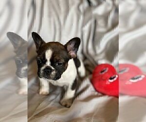 French Bulldog Puppy for sale in ALPHARETTA, GA, USA