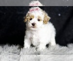 Small Photo #147 Maltipoo Puppy For Sale in WARSAW, IN, USA