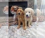 Small #5 Golden Retriever