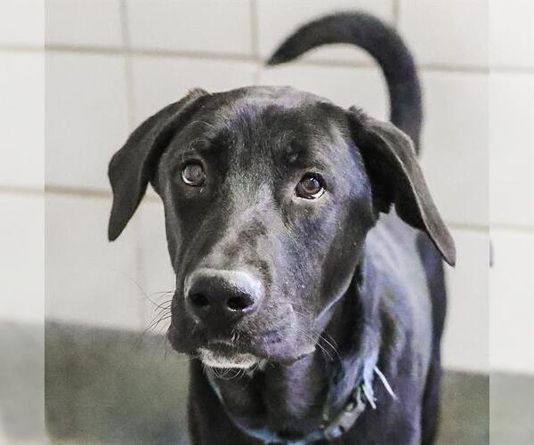 Medium Photo #1 Labrador Retriever-Unknown Mix Puppy For Sale in San Antonio, TX, USA