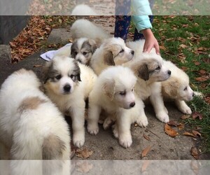 Great Pyrenees Puppy for sale in DARIEN CENTER, NY, USA