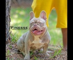 Small Photo #13 French Bulldog Puppy For Sale in BROOKSVILLE, FL, USA