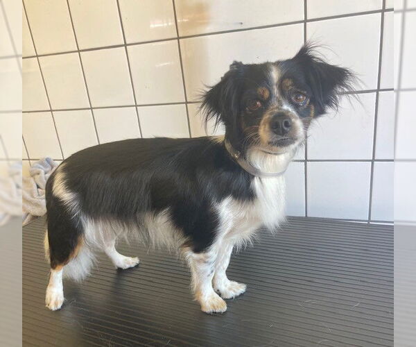 Medium Photo #1 Mutt Puppy For Sale in Downey, CA, USA