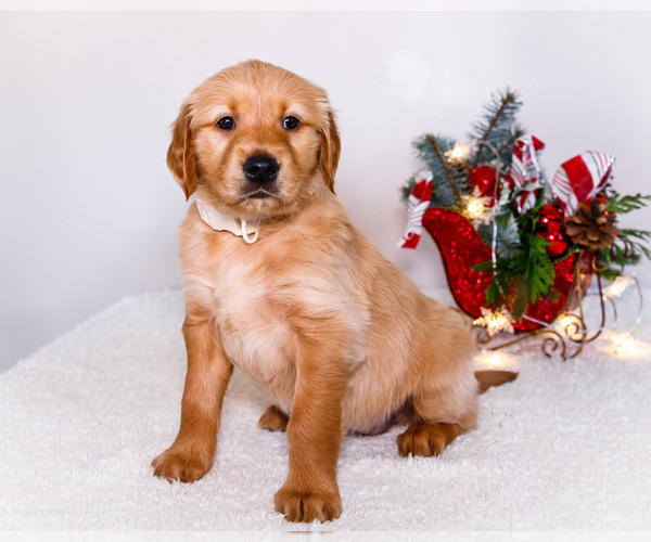 Medium Photo #91 Golden Retriever Puppy For Sale in WAKARUSA, IN, USA