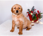 Small #8 Golden Retriever