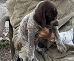 Small Photo #34 German Shorthaired Pointer-German Wirehaired Pointer Mix Puppy For Sale in DEFUNIAK SPRINGS, FL, USA