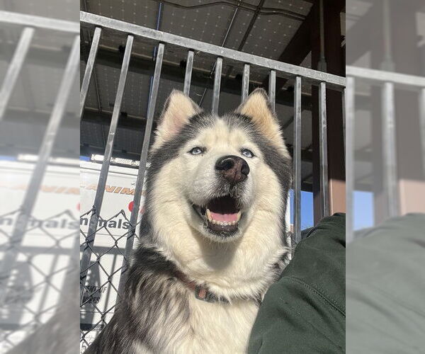 Medium Photo #1 Siberian Husky Puppy For Sale in Riverside, CA, USA