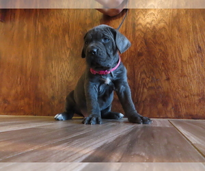 Cane Corso Puppy for sale in APPLE VALLEY, CA, USA