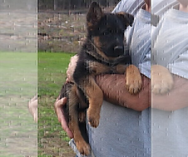 Medium Photo #4 German Shepherd Dog Puppy For Sale in PLYMOUTH, NH, USA
