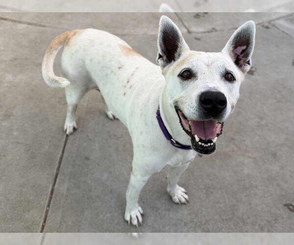 Medium Photo #1 Mutt Puppy For Sale in Martinez, CA, USA