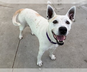 Mutt Dogs for adoption in Martinez, CA, USA