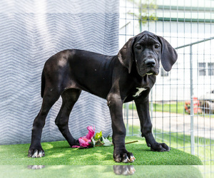 Medium Great Dane