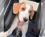 Small #1 Mutt