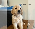 Puppy brown Golden Retriever