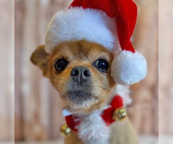 Medium Photo #1 Pomeranian-Unknown Mix Puppy For Sale in Arlington, VA, USA