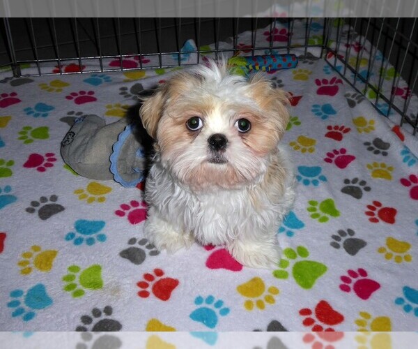 Medium Photo #7 Shih Tzu Puppy For Sale in TUCSON, AZ, USA