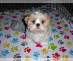 Small #6 Shih Tzu