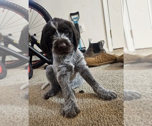 German Shorthaired Pointer-German Wirehaired Pointer Mix Puppy for sale in SIDNEY, MT, USA