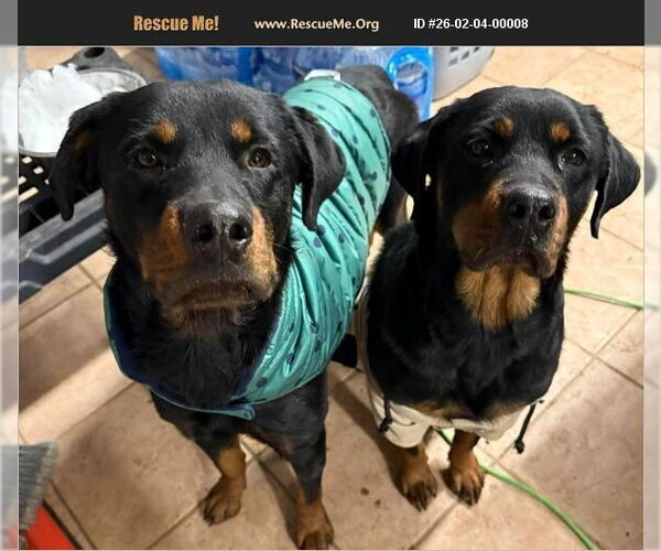 Medium Photo #1 Rottweiler Puppy For Sale in Benton, PA, USA