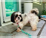 Small #3 Shih Tzu Mix