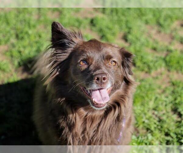 Medium Photo #2 Pomeranian Puppy For Sale in Ojai, CA, USA