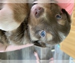 Small Photo #6 Miniature Australian Shepherd Puppy For Sale in BETHANY, IL, USA