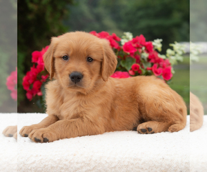 Golden Retriever Puppy for Sale in NEWPORT, Pennsylvania USA