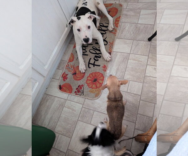 Medium Photo #2 Bull Terrier Puppy For Sale in Harrison, AR, USA