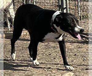 Border Collie-Unknown Mix Dogs for adoption in Pryor, OK, USA