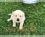 Small Photo #3 Labrador Retriever Puppy For Sale in FARMINGTON, MO, USA