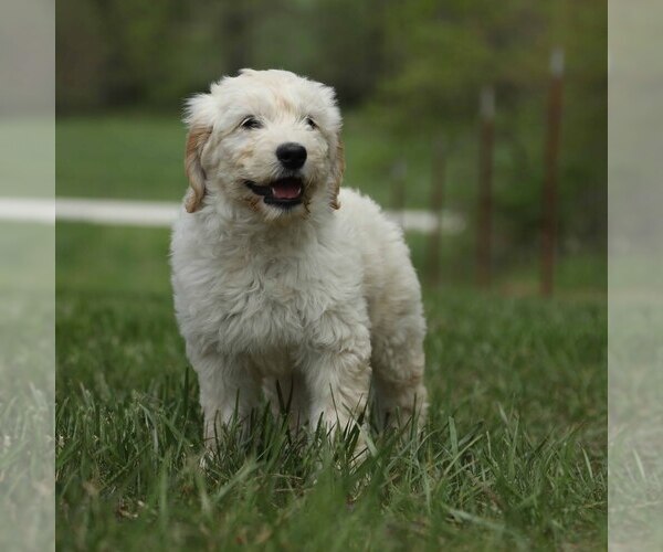 Medium Photo #3 Goldendoodle Puppy For Sale in MEMPHIS, MO, USA