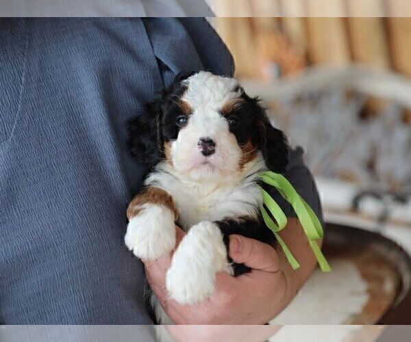 Medium Photo #5 Bernedoodle (Miniature) Puppy For Sale in BILLERICA, MA, USA
