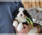 Small #4 Bernedoodle (Miniature)